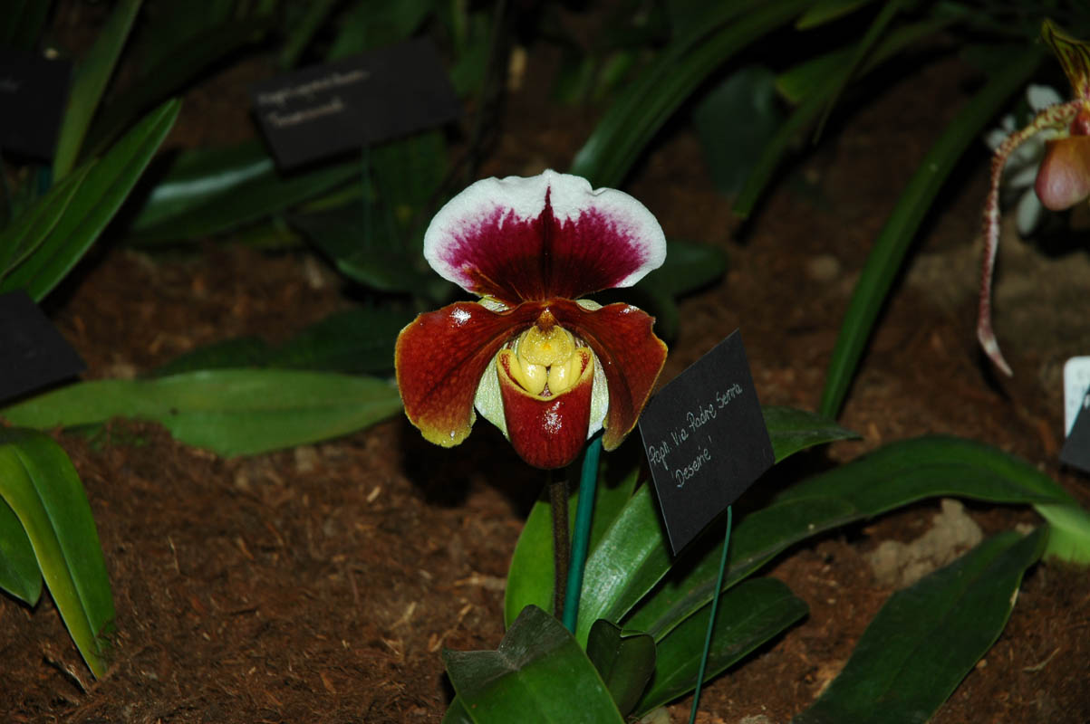 2006 Orchid Show 044