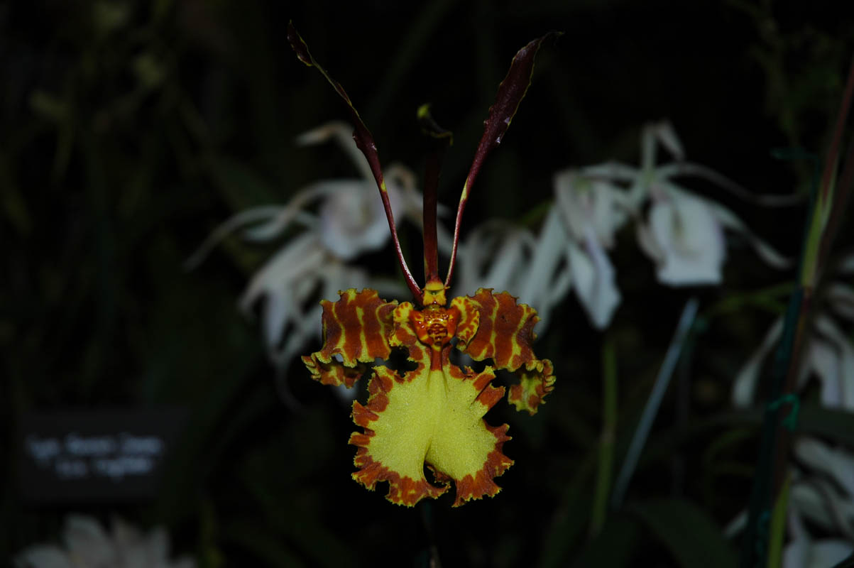 2006 Orchid Show 045