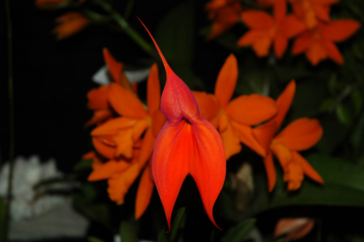 2006 Orchid Show 052