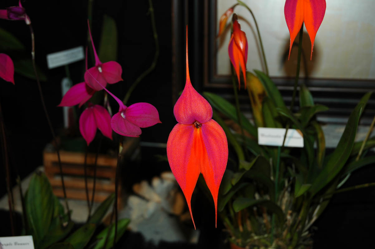 2006 Orchid Show 056