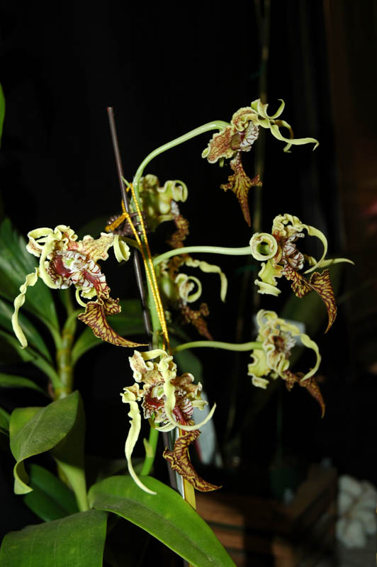 2006 Orchid Show 058