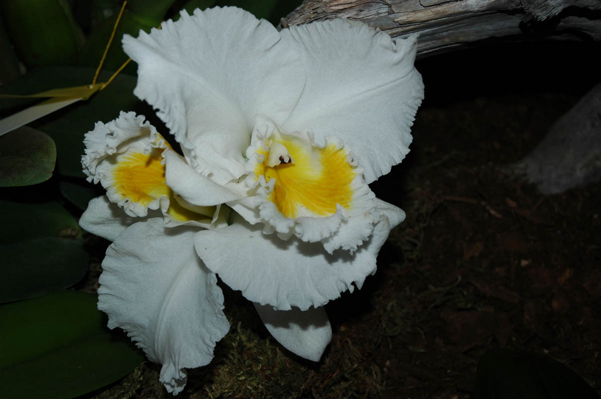 2006 Orchid Show 060