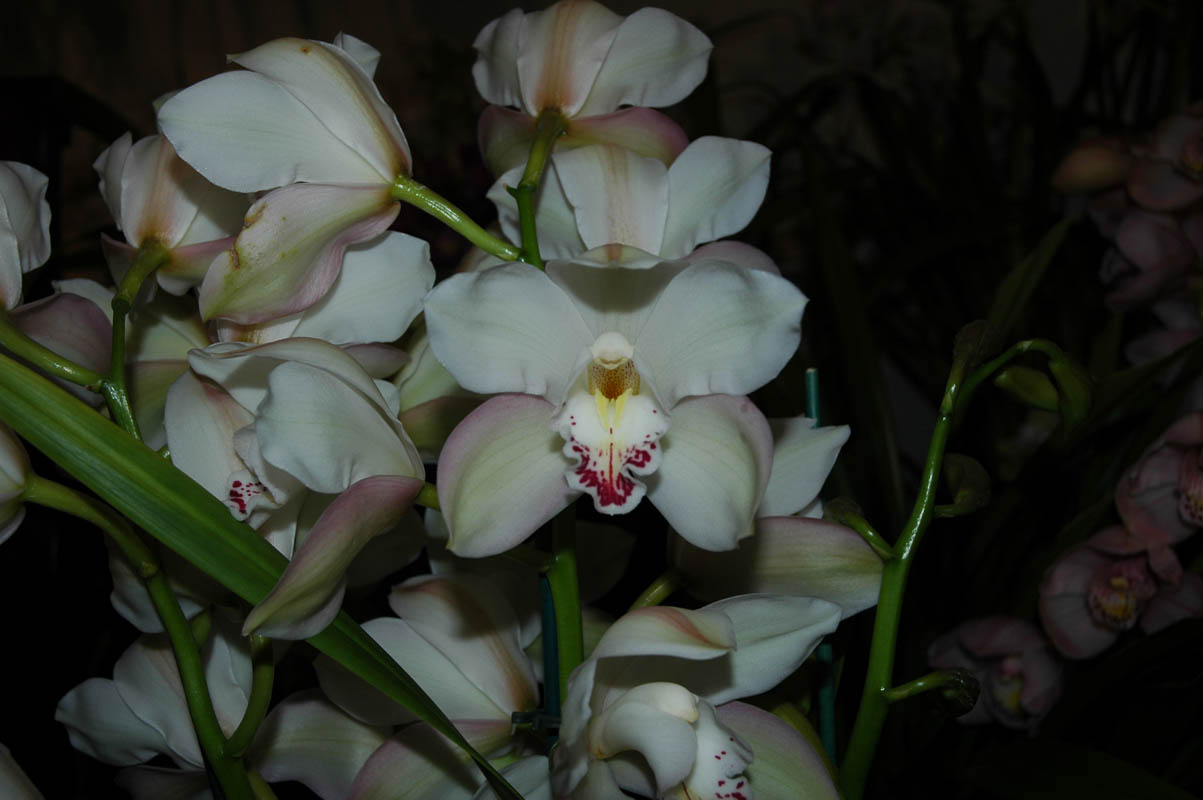 2006 Orchid Show 066