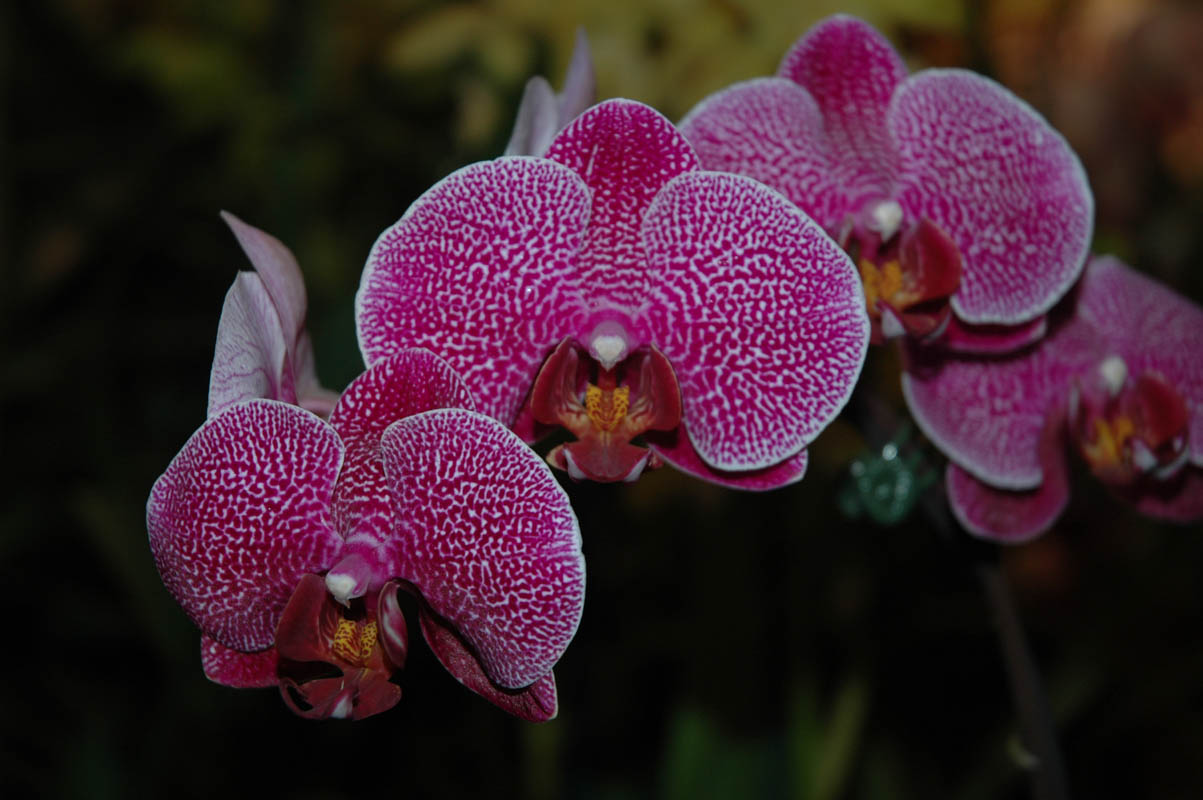 2006 Orchid Show 070