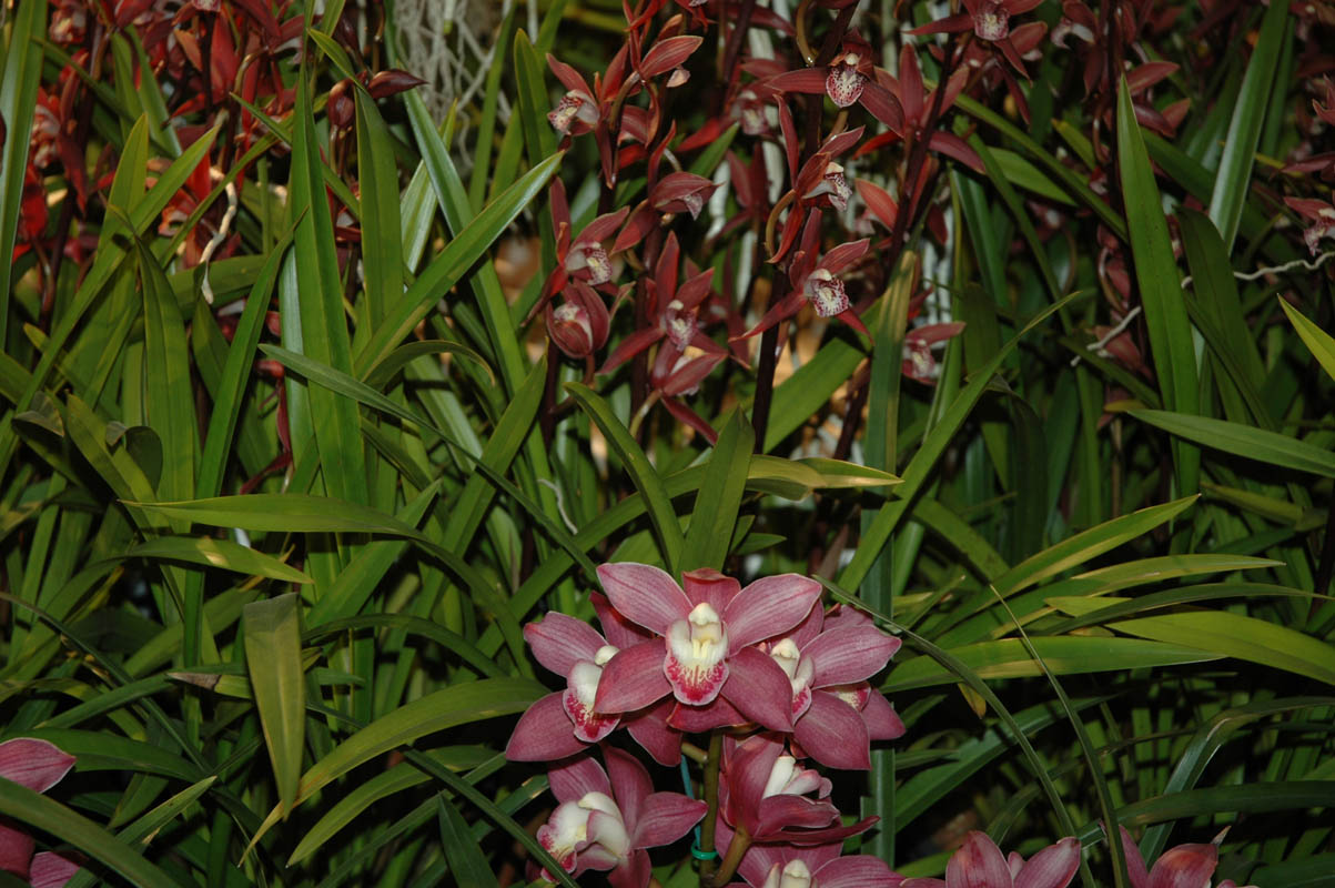 2006 Orchid Show 071