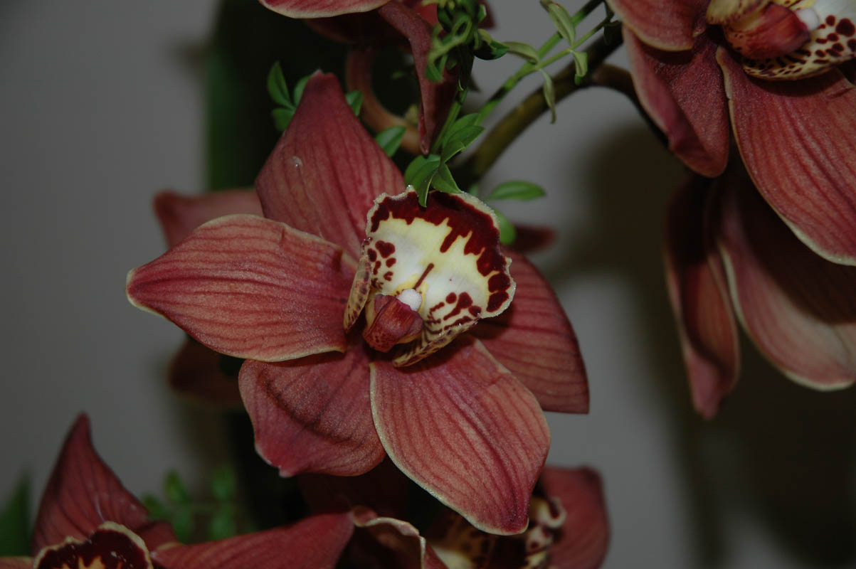 2006 Orchid Show 072