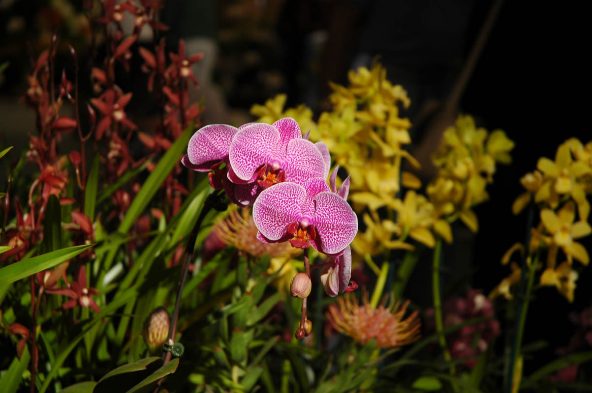 2006 Orchid Show 074