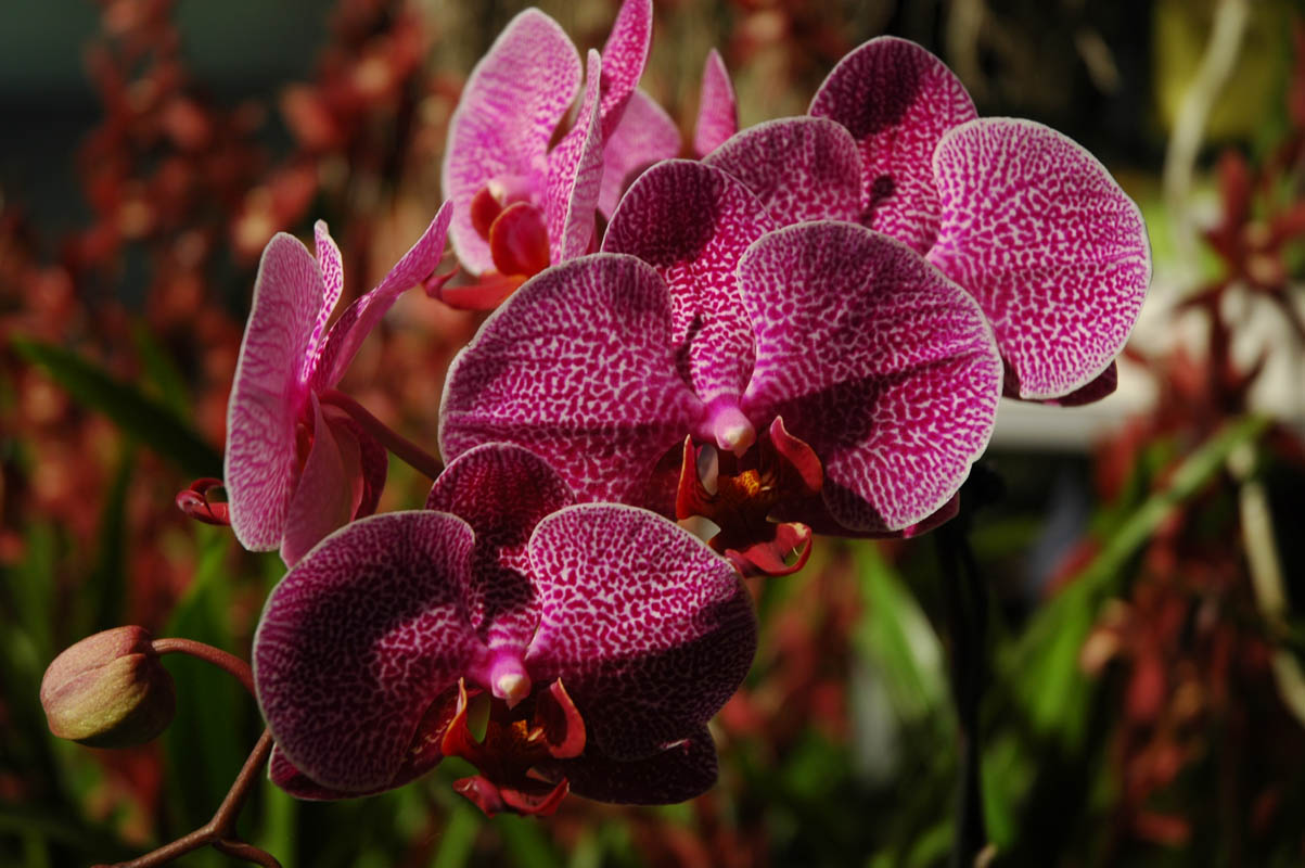 2006 Orchid Show 075