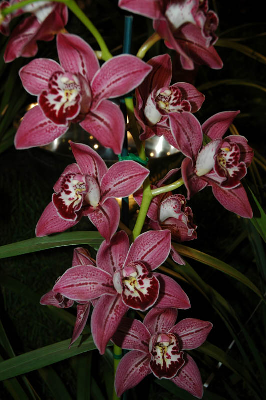 2006 Orchid Show 076