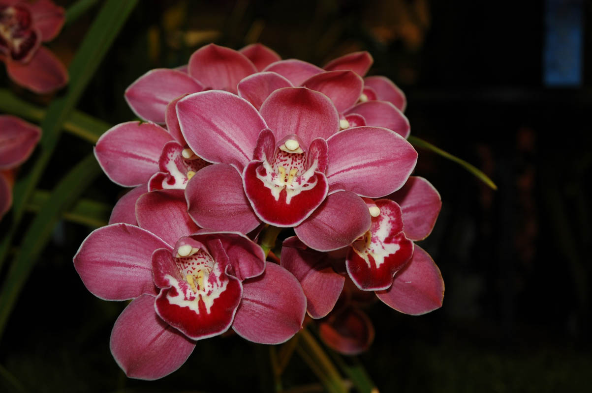 2006 Orchid Show 078