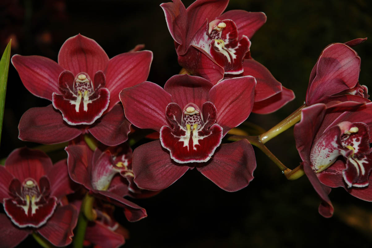 2006 Orchid Show 079