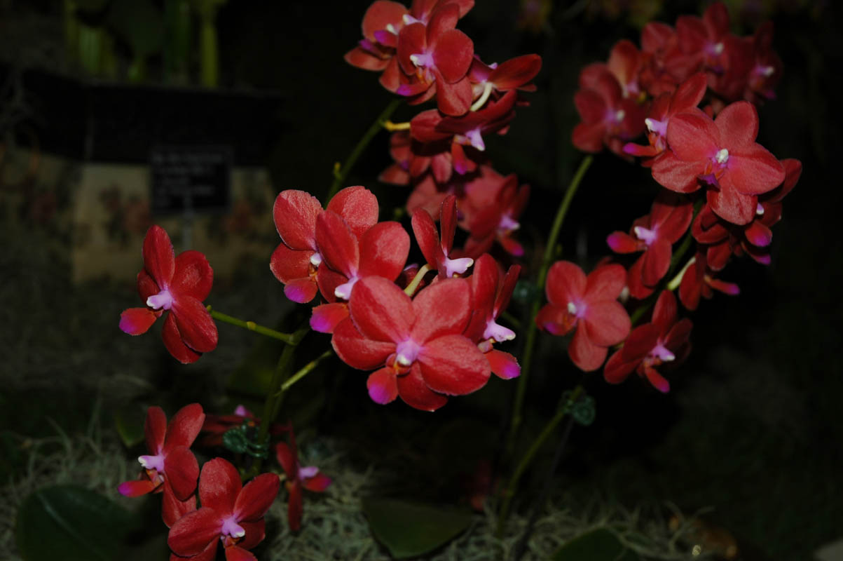 2006 Orchid Show 080