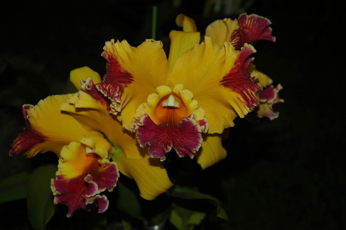 2006 Orchid Show 081