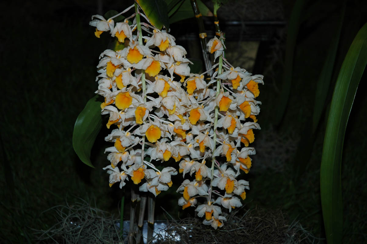 2006 Orchid Show 082