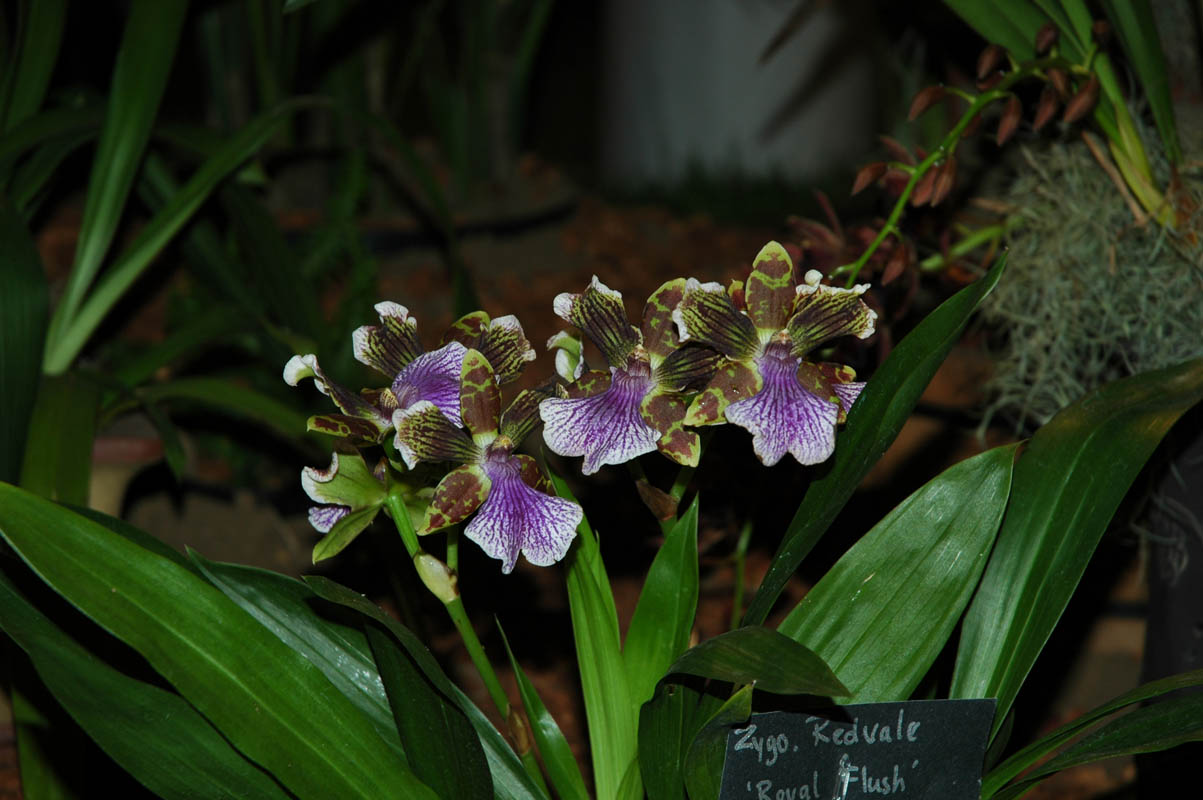 2006 Orchid Show 083