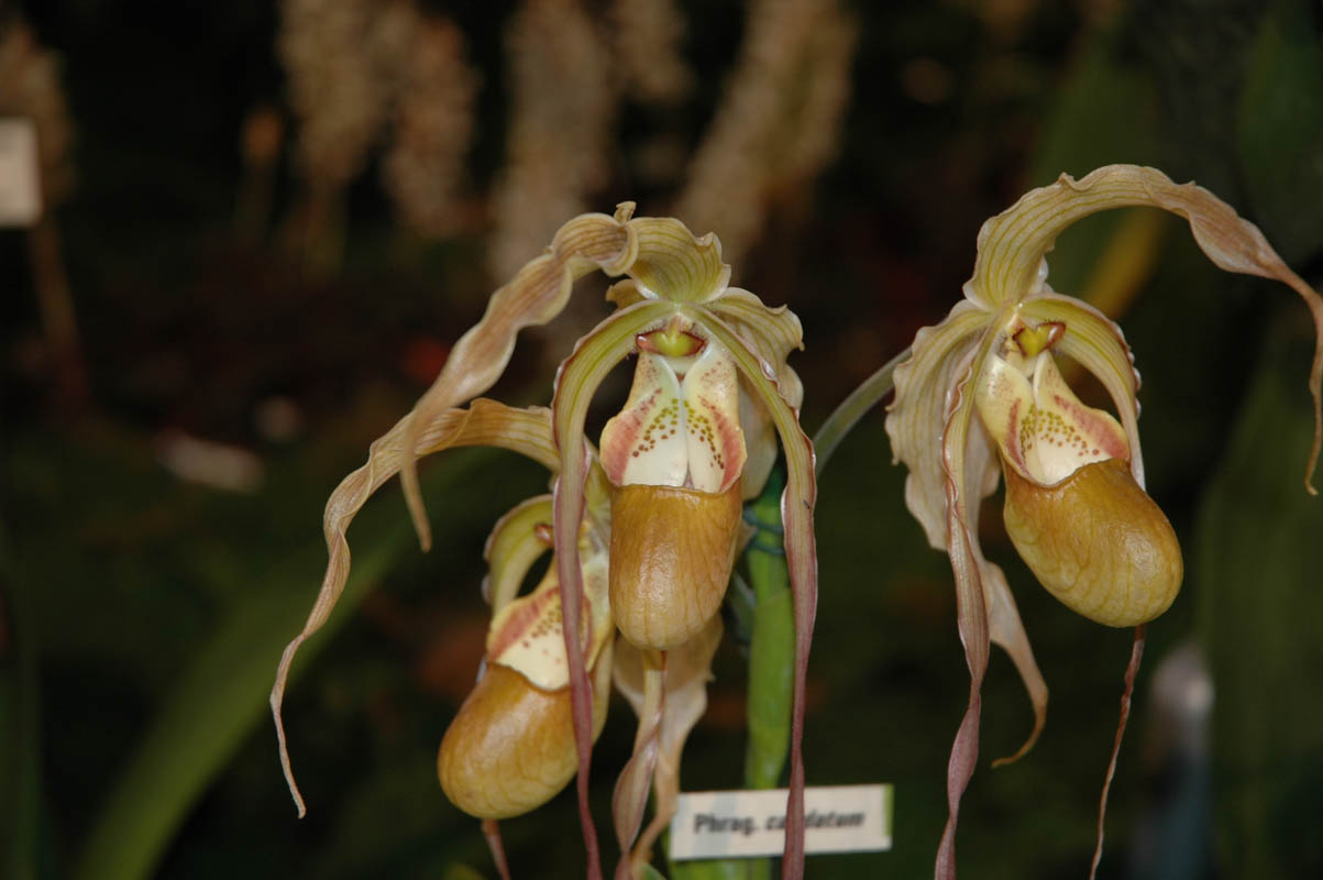 2006 Orchid Show 088