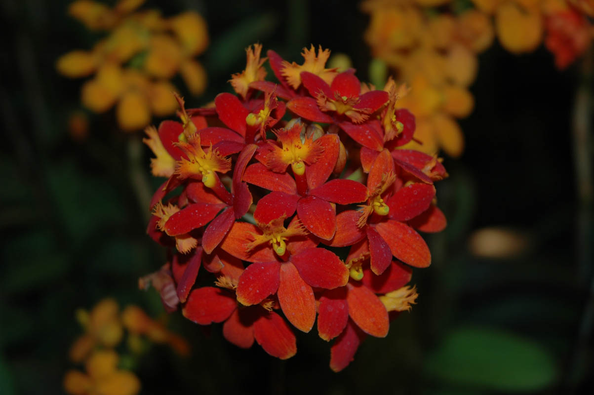2006 Orchid Show 089