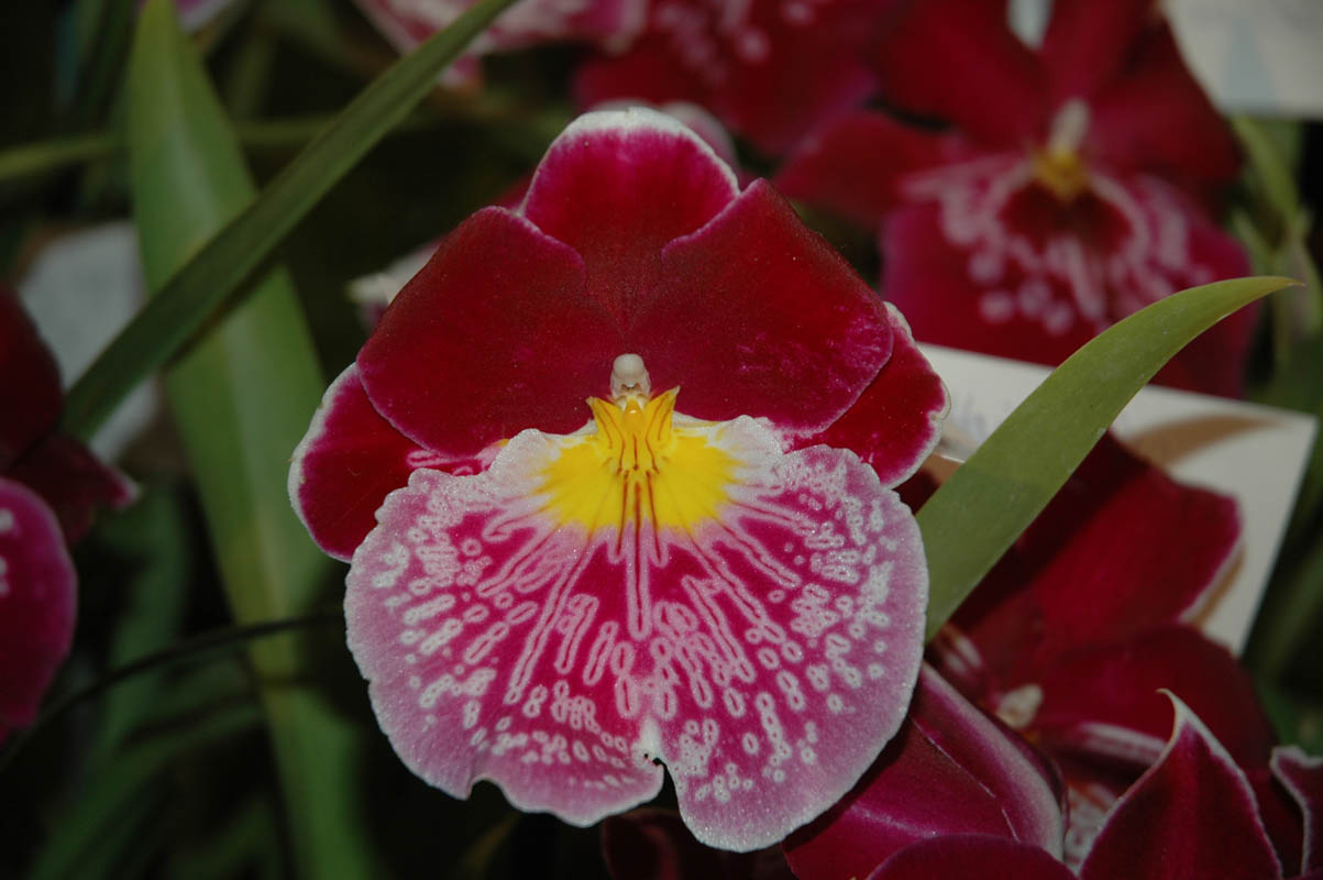 2006 Orchid Show 091
