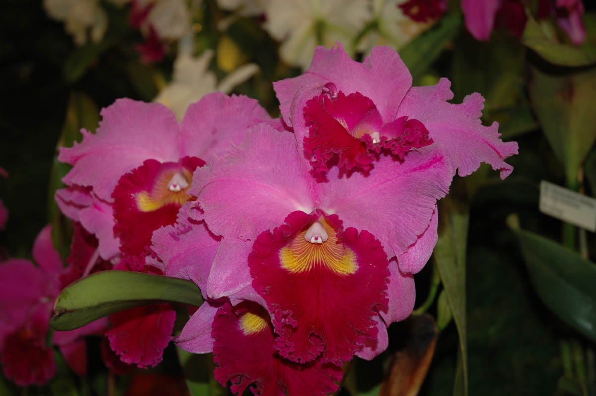 2006 Orchid Show 107
