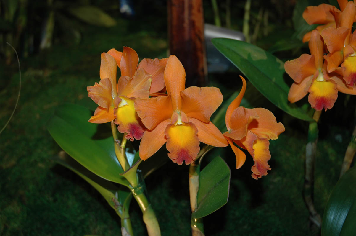2006 Orchid Show 108