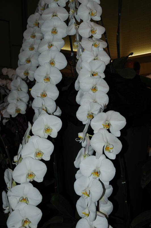 2006 Orchid Show 117