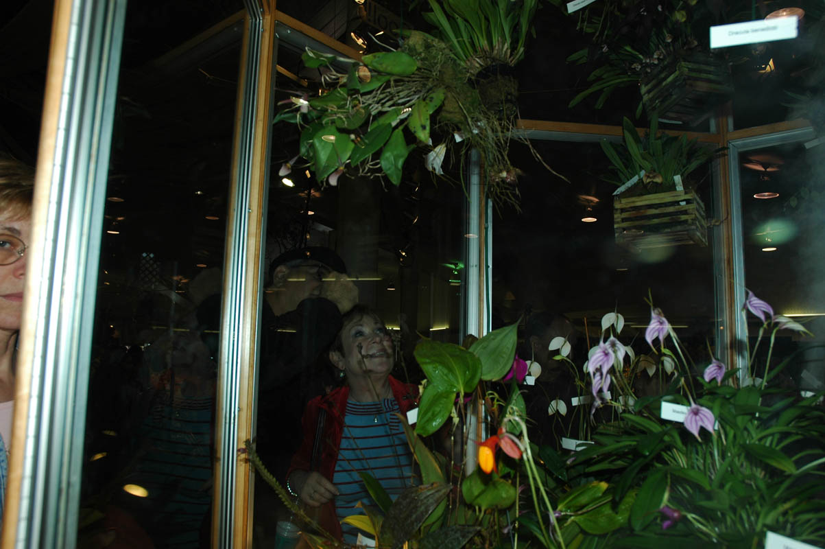 2006 Orchid Show 118