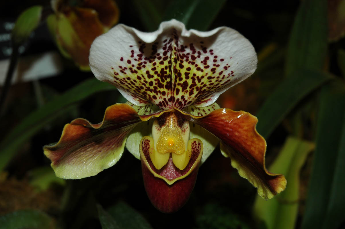 2006 Orchid Show 119