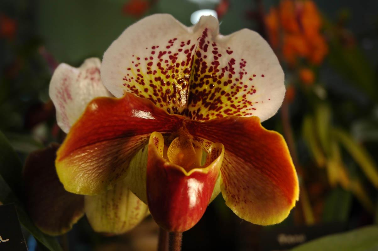 2006 Orchid Show 121