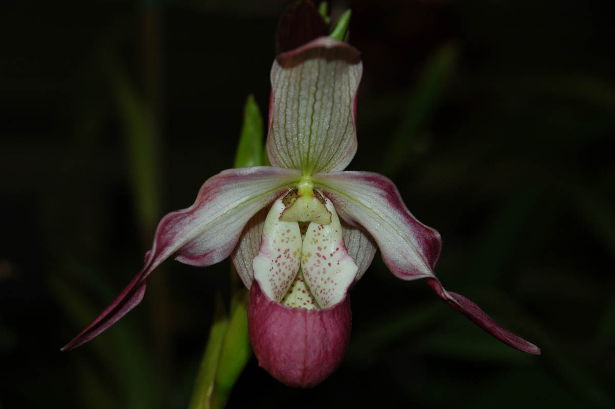 2006 Orchid Show 123