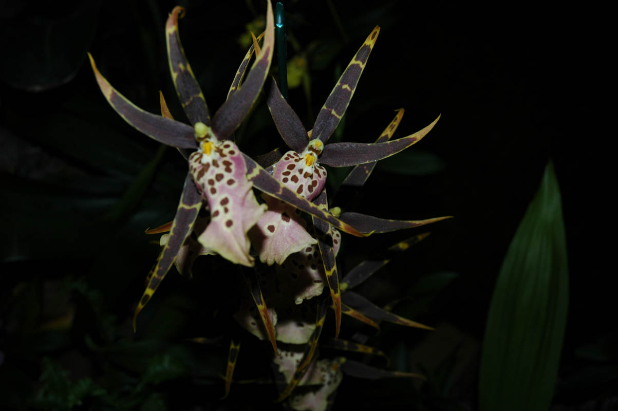 2006 Orchid Show 124