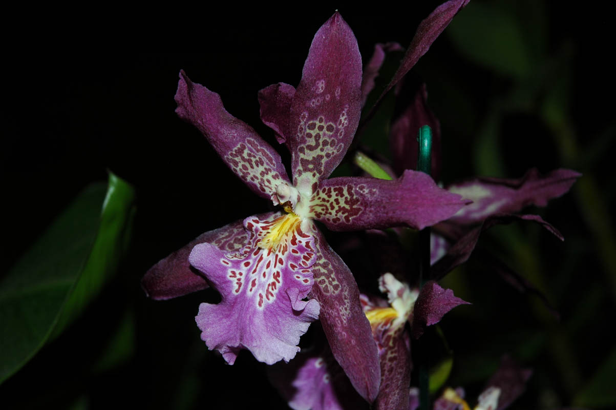 2006 Orchid Show 126