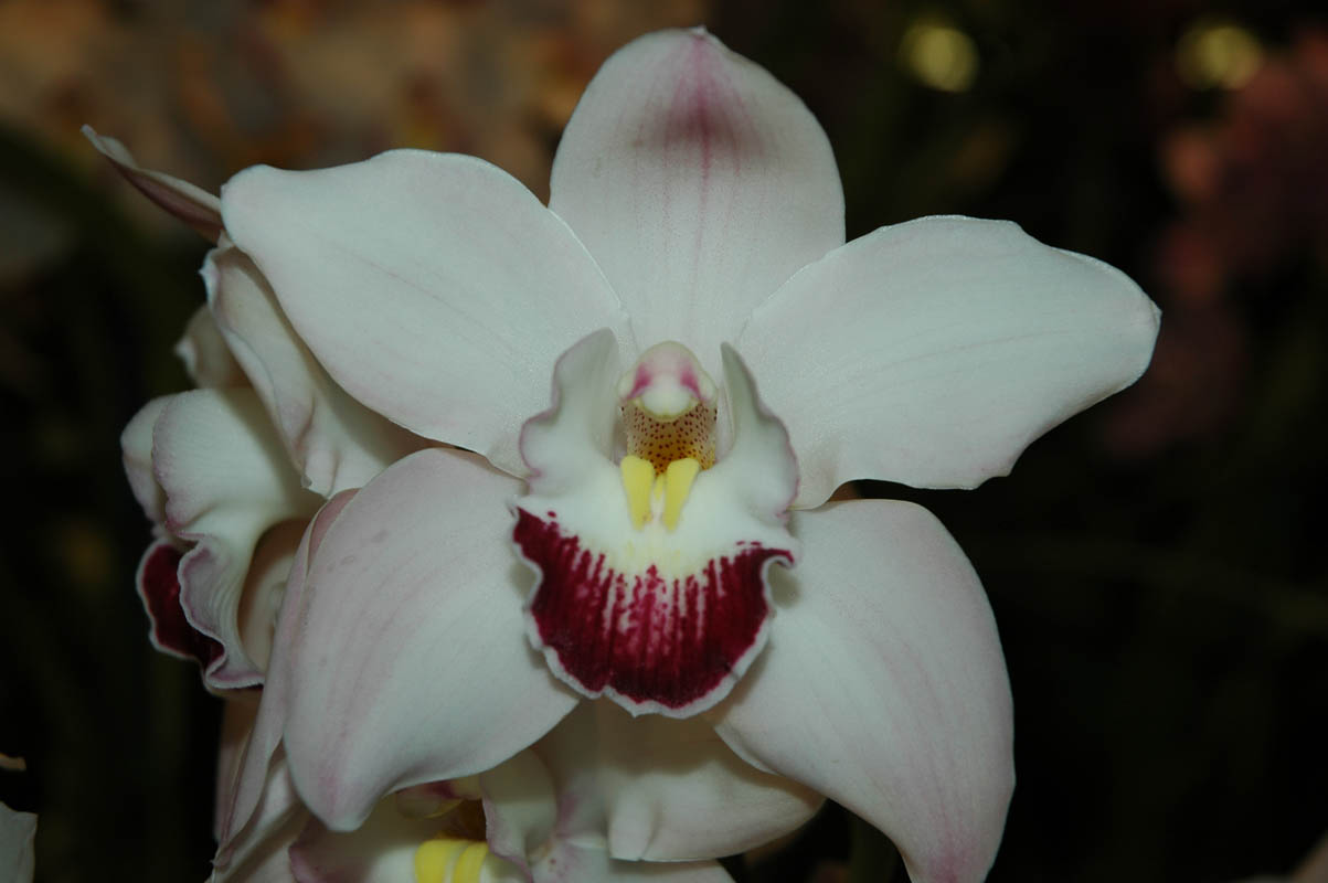 2006 Orchid Show 128