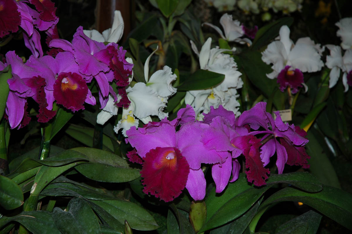 2006 Orchid Show 129