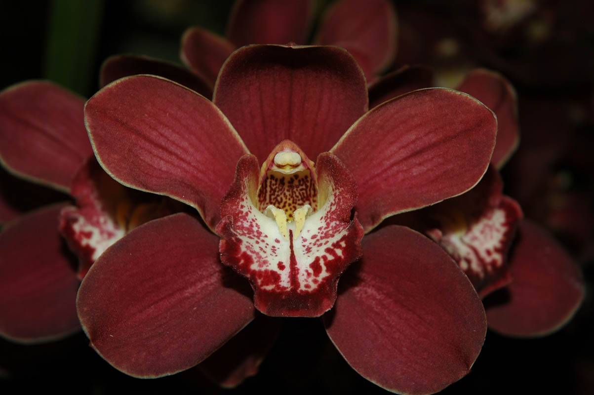 2006 Orchid Show 140