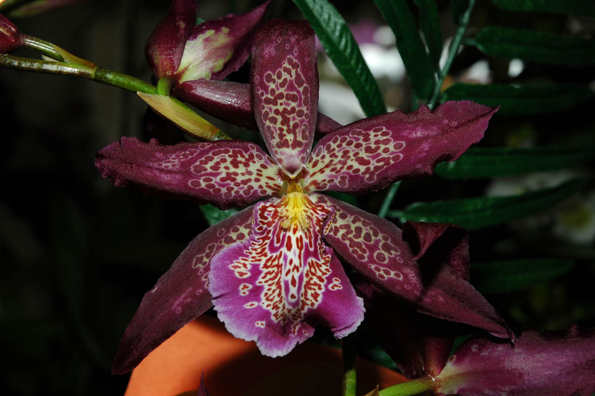 2006 Orchid Show 169