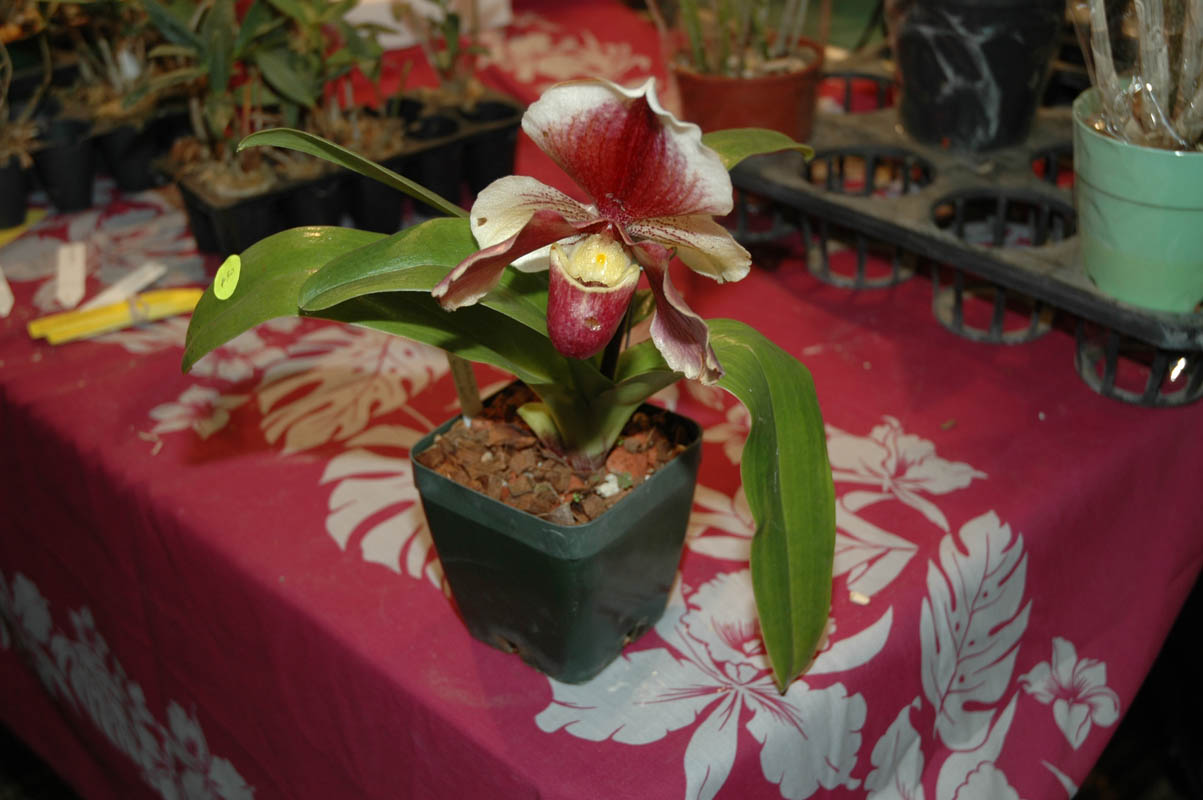 2006 Orchid Show 172