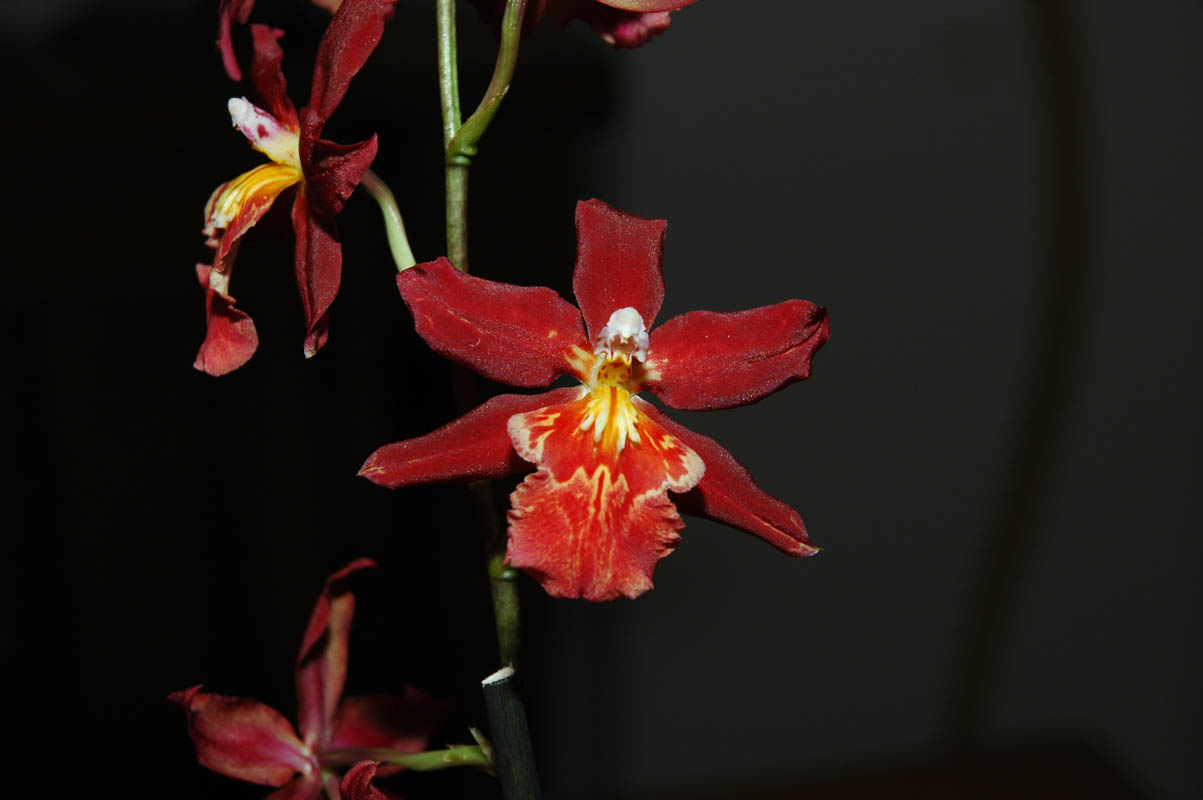 2006 Orchid Show 214