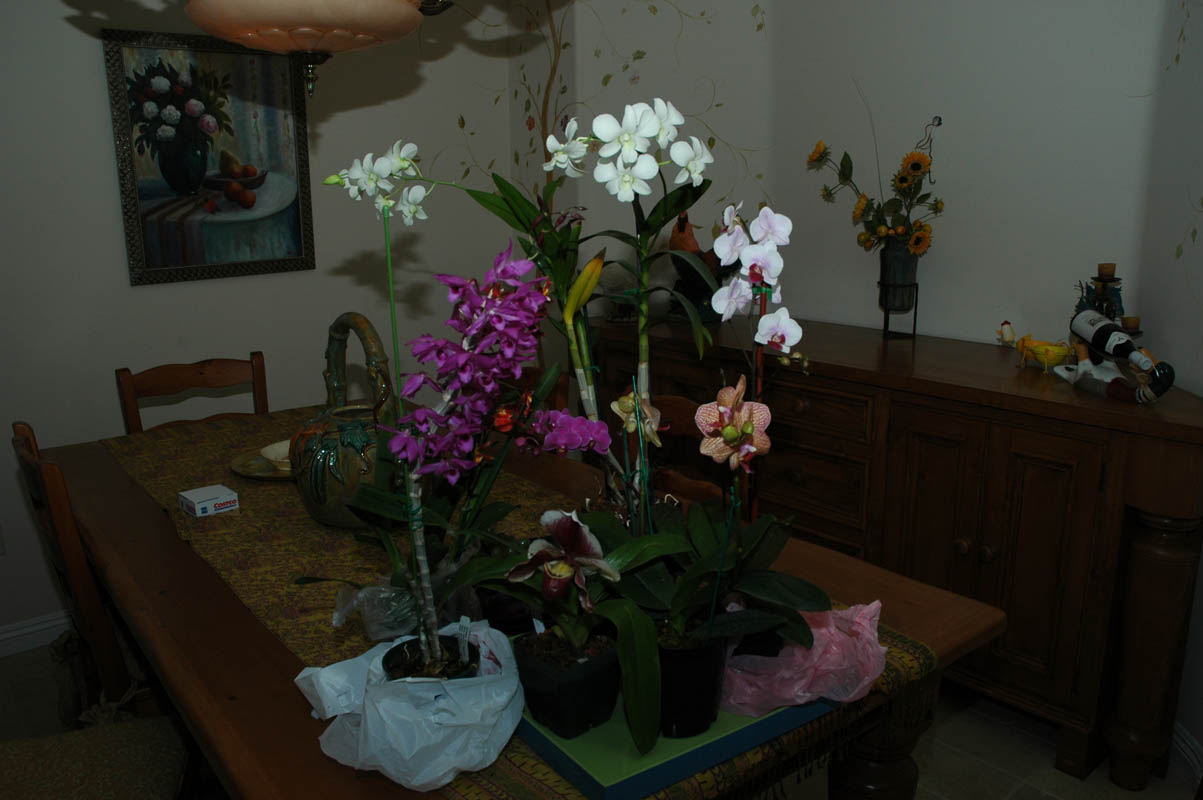 2006 Orchid Show 215