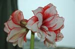 2006 Orchid Show 004