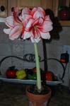 2006 Orchid Show 011