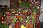 2006 Orchid Show 035