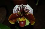 2006 Orchid Show 037