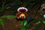 2006 Orchid Show 044