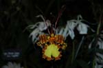 2006 Orchid Show 045