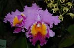 2006 Orchid Show 047