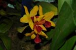 2006 Orchid Show 049