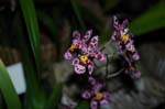 2006 Orchid Show 051