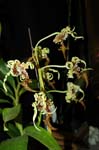 2006 Orchid Show 058