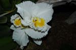 2006 Orchid Show 060