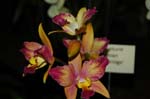 2006 Orchid Show 064